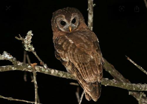 Apartamento The Owls Thatch Guestcottage