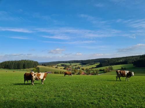 Apartamento Ferienwohnungen Schanzenblick