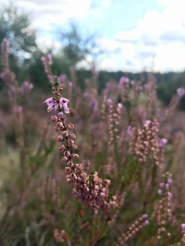 Apartamento Zum Bothmerschen Krug