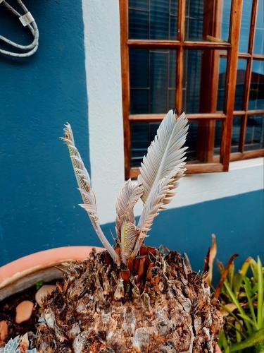 Apartamento Woodii Guest House