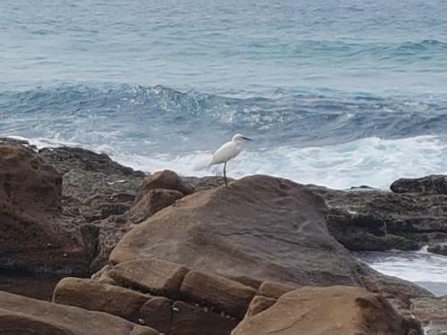 Oceanic