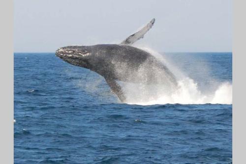 Apartamento Dolphin View Self Catering