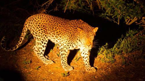Hostal Kwalucia Private Safari Retreat