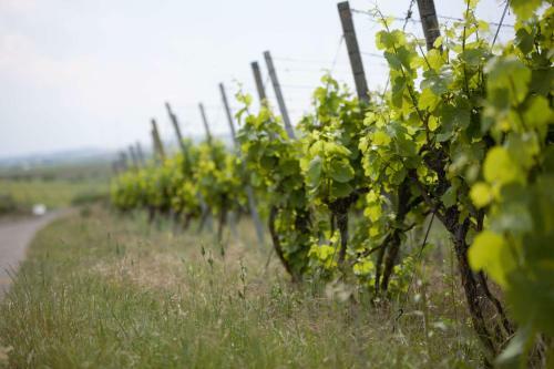 Posada Winzerstube G�stezimmer Schilling