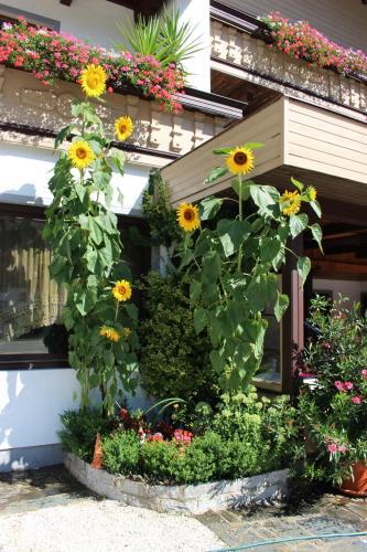 Hostal Gasthof Liebetegger