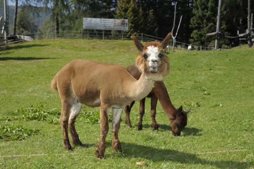 Kinder- Und Familienhotel Nockalm