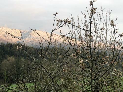 Apartamento Samy?s Nahe Lindau/bodensee