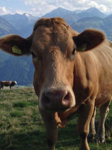 Agroturismo Biobauernhof Kleinummerstall