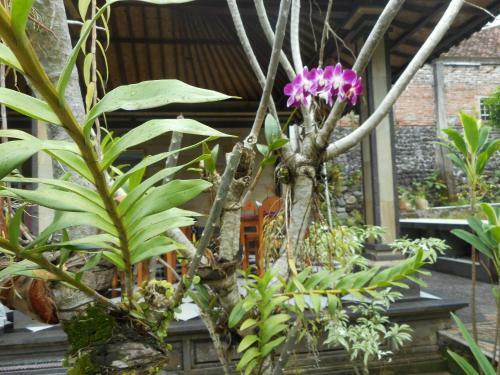 Milla Homestay