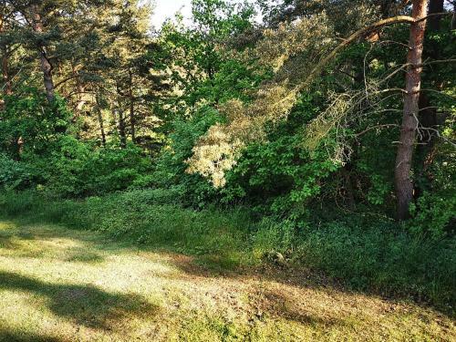 Waldgefl�ster Am Plauer See