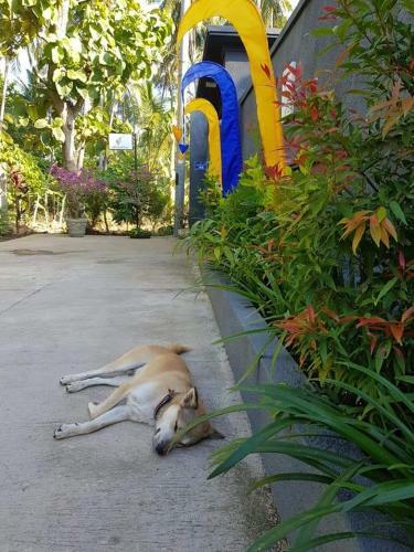 Hotel Mias Jungle House