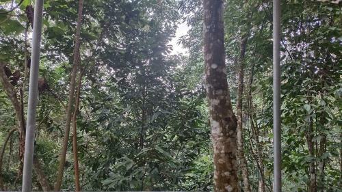 Gibbon Retreat Bentong