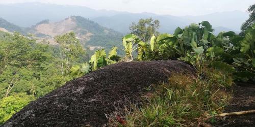 Gibbon Retreat Bentong