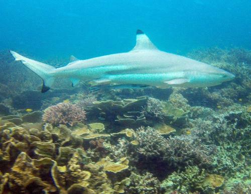 Hotel Go Deeper Tioman