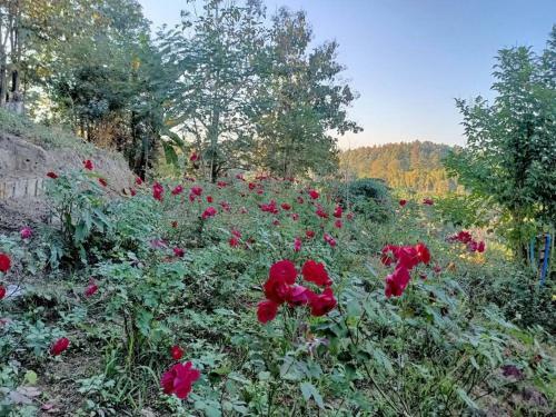 Private Homestay W/luxury Moutain View Tentcamping