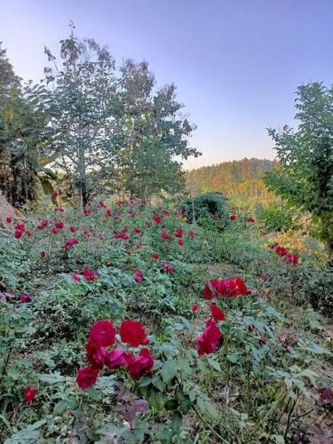 Private Homestay W/luxury Moutain View Tentcamping