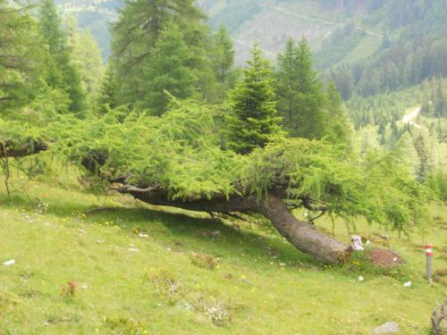 Bed & Breakfast Pension Alte M�hle