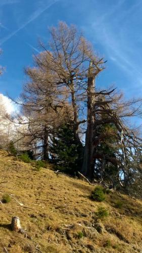 Bed & Breakfast Pension Alte M�hle