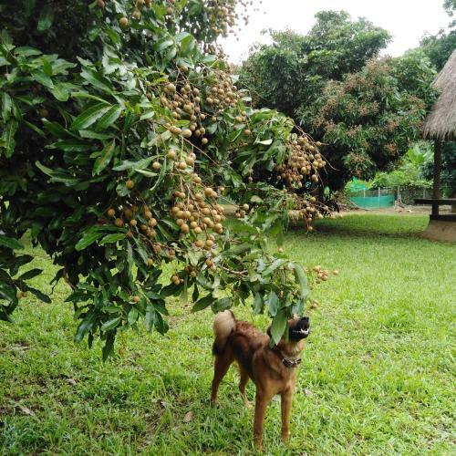Hotel At Home Chiang Dao, Pooch Lovers