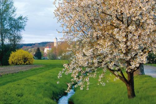 Best Western Aparthotel Birnbachh�he