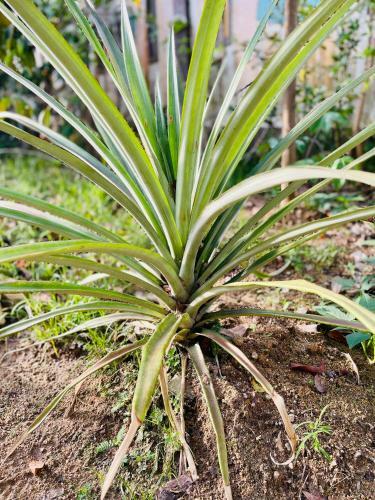 Villa Rooftop Garden Cottage