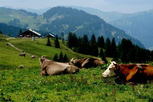Hostal Dorfgasthof Adler