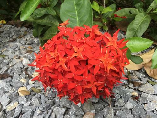 Homeandhomestay Chiang Kham