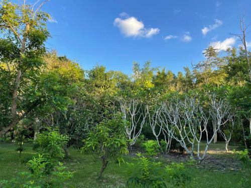 Homeandhomestay Chiang Kham