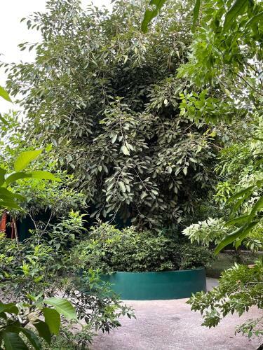 Homeandhomestay Chiang Kham