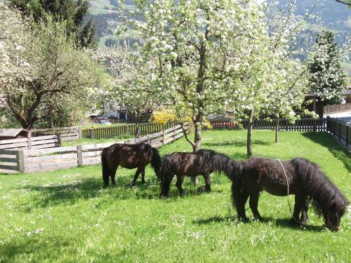 Hostal Ferien-vitalhof Brixnerhof