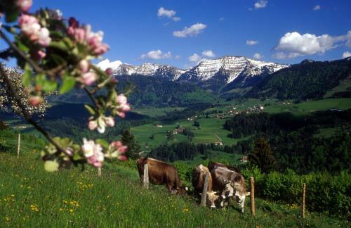 Apartamento Fewo Am K�fereck, Oberstaufen