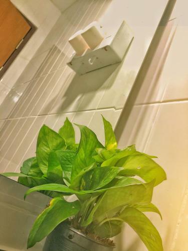 Floating Loft @ Jedyod - 3 Storey Flowery Loft