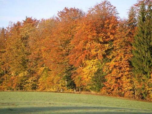 Apartamento Charming Holiday Home In Neureichenau, 8 Km From Ski Area