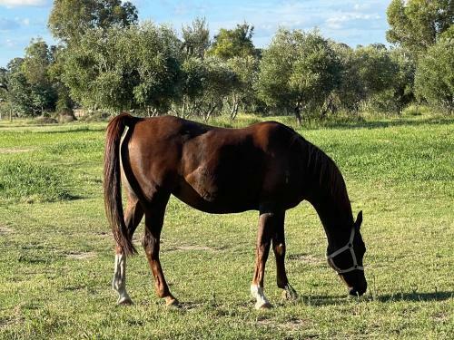 Almas Mudgee