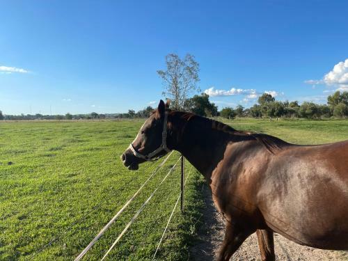 Almas Mudgee