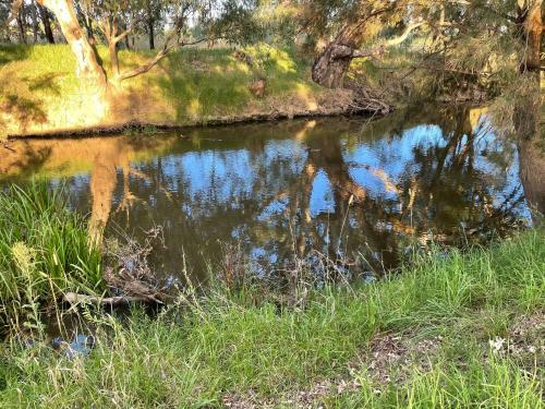 Almas Mudgee