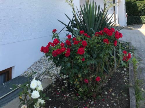 Apartamento Appartement Am Lindenfeld