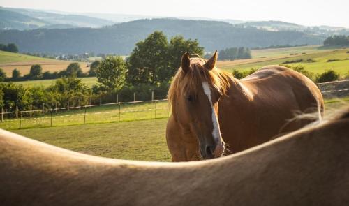 Hotel Landgasthof Dittersdorfer H�he