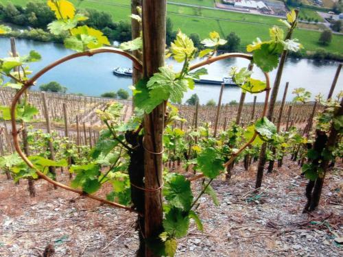 Apartamento Penthouse Mosel Hunter