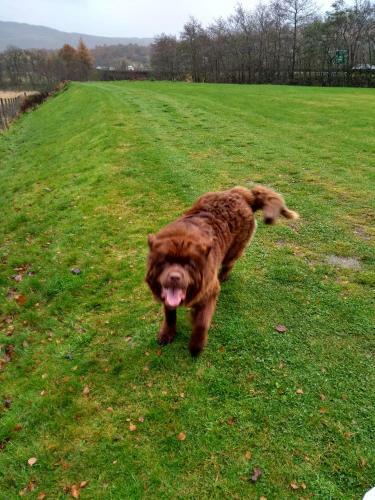 Bed & Breakfast Cromlech Pet Friendly
