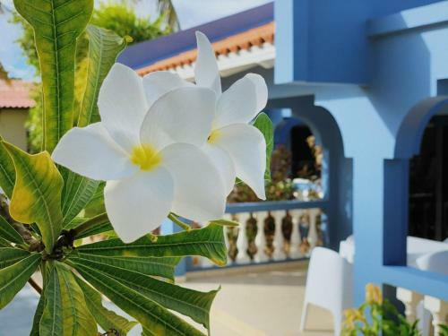 Apartamento Blue Bonaire Resort Nr. 5, Modern En Stijlvol!
