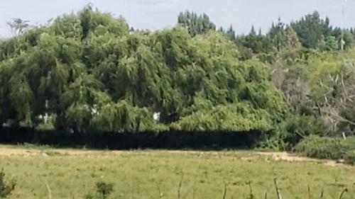 Granja Antuquina