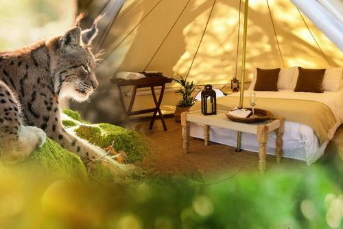 Cocoon Village - Glamping - Domaine Des Grottes De Han