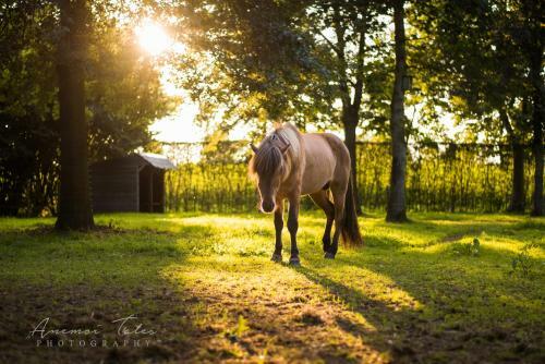 Domein Den Buiten Bed And Breakfast Dnd