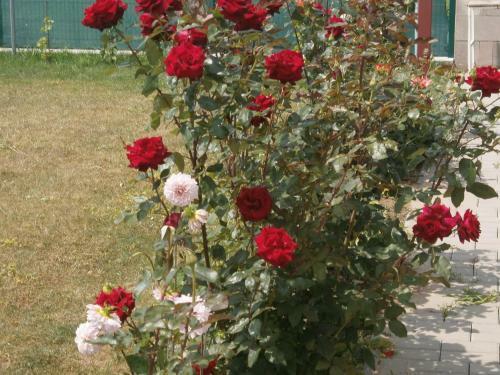 Apartm�n Garden