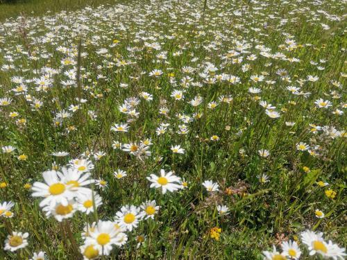 Apartamento U T?� Pecek - Malenice