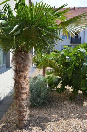 Palm Garden Apartment 1
