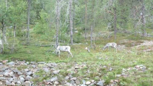 Apartamento Yll�s Saaga Chalets 2x Skipasses Incklusive