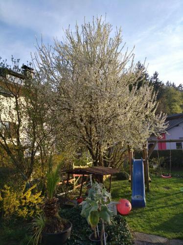 Apartamento Haus Friedburg