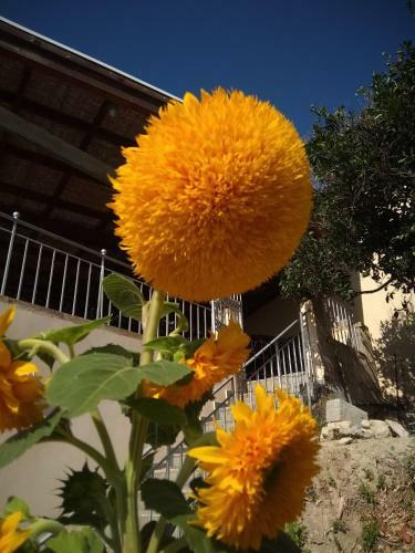 Apartamento Garden Studio Falassarna